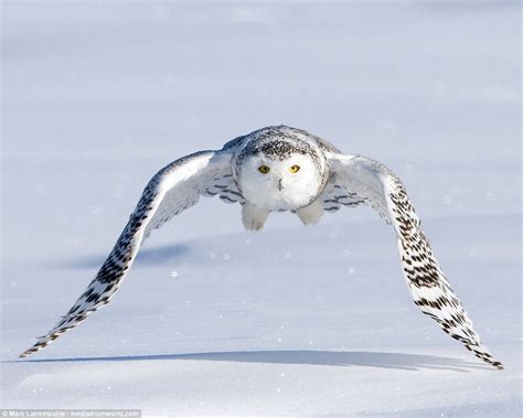 Marc Latremouille photographs a Snowy Owl as it swoops and captures ...