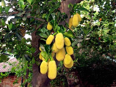 Trees Planet: Artocarpus heterophyllus – Jackfruit - Jack fruit