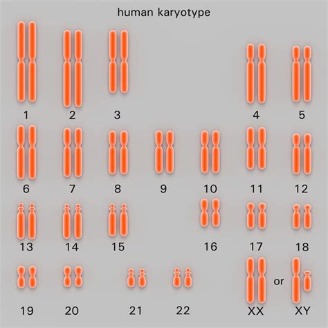 How Is a Karyotype Test Done?