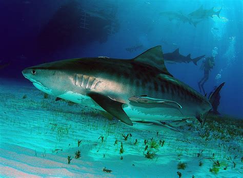 Tiburón tigre - Peces raros