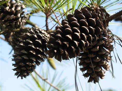 Online Plant Guide - Pinus taeda / Loblolly Pine