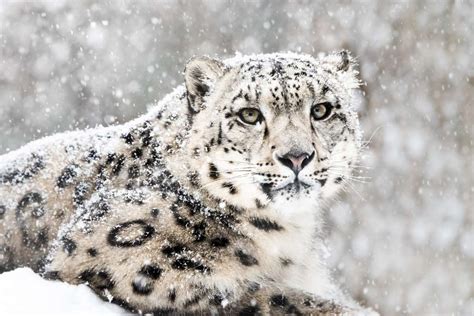 How to glimpse the elusive Snow Leopard in India's Ladakh