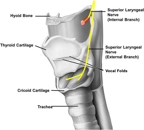 Superior Laryngeal Nerve