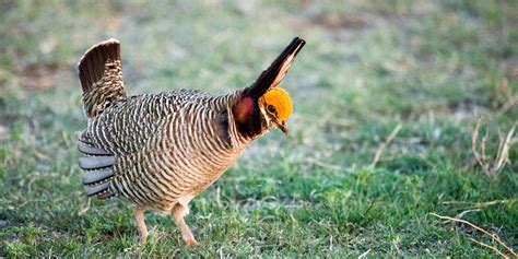 Lesser Prairie-Chicken Conservation | Audubon Southwest