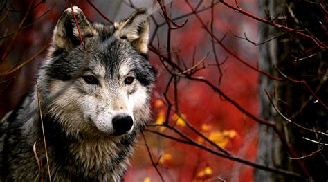 Wildlife Photography Wolf | Wallpapers Gallery