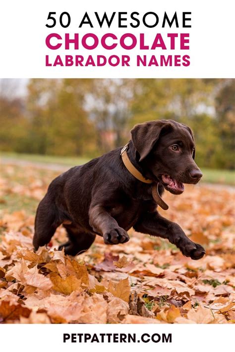 a chocolate lab puppy running through leaves with the words 50 awesome ...