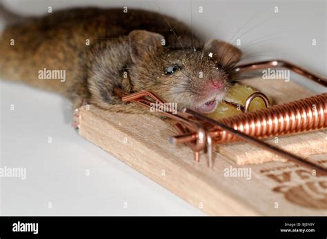 dead mouse caught in a spring mouse trap plain background cheese bait ...