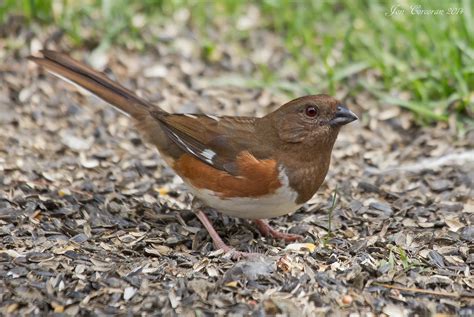 Eastern Towhee (Adult Female) | Eastern Towhee (Pipilo eryth… | Flickr