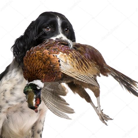 English Springer Spaniel hunting (1 year) — Stock Photo © lifeonwhite #10877029