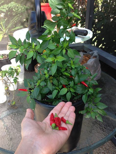 Grow thai chili pepper for ornamental plants