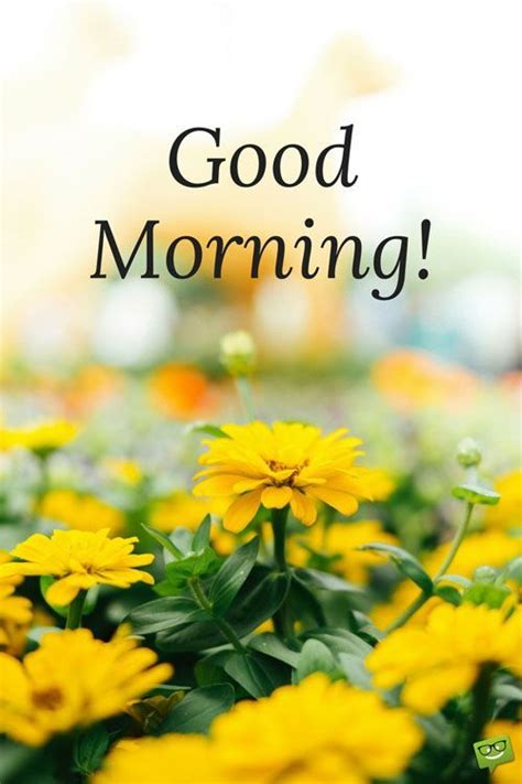 Good Morning Flowers Pictures, Photos, and Images for Facebook, Tumblr, Pinterest, and Twitter