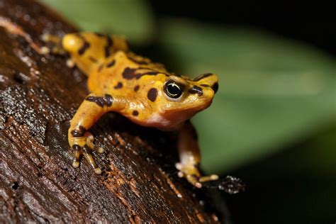 The story of tadpoles - Zoo Atlanta