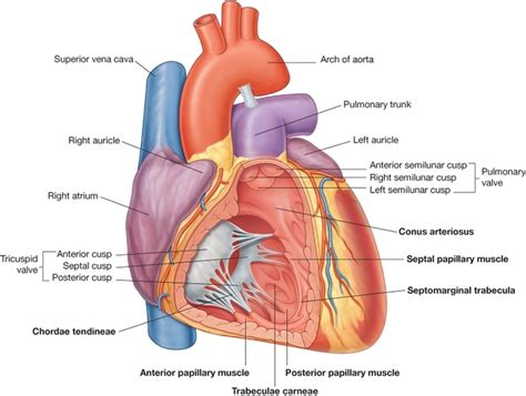 Moderator Band Histology