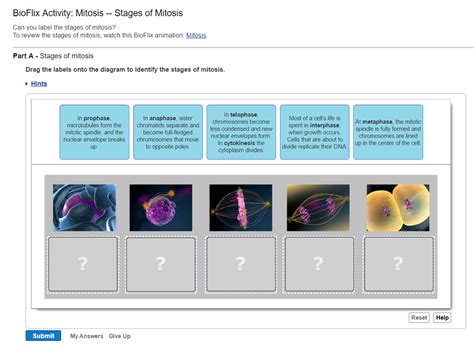 Mitosis Phases Animation