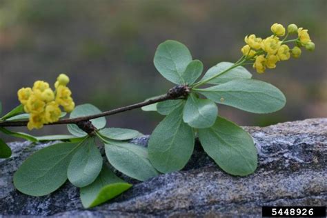 Barberry, Common | Vermont Invasives