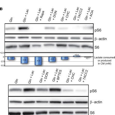 Metabolic Regulation of mTOR Signaling | Download Scientific Diagram