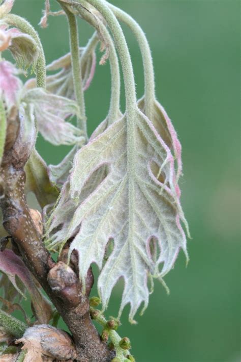 Quercus velutina (black oak): Go Botany