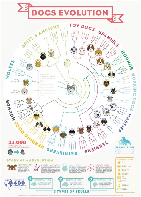 Dog evolution | Dog infographic, Dog grooming, Evolution