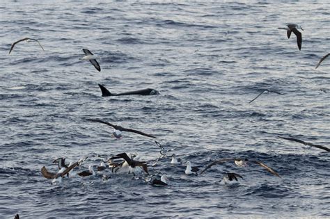 TYPE D ORCAS: mysterious stalkers of the Southern Oceans - ORCAZINE