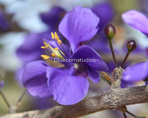 "Beautiful Guayacan Flower" by Bluecornstudios | Redbubble