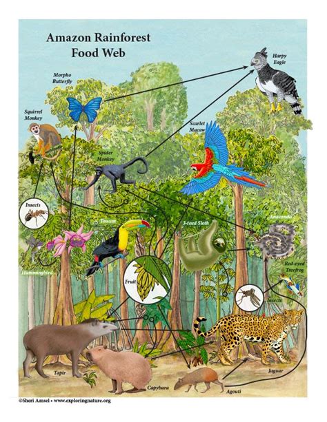 secondary consumers in the rainforest