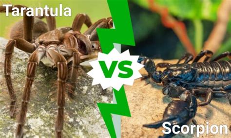 Tarantula VS Scorpion: Who Would Win In A Fight? - A-Z Animals