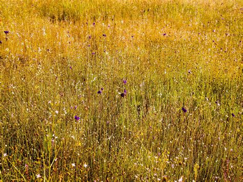 Grass Flower Field , Wildflowers Free Stock Photo - Public Domain Pictures