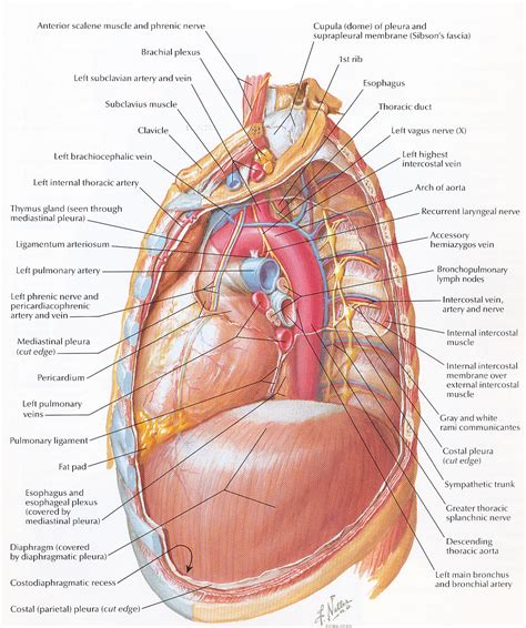 Pedi cardiology: Accessory Hemiazygos Vein