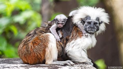 PHOTOS, VIDEO: Adorable, Rare Twin Cotton-Top Tamarins Born at Disney's Animal Kingdom