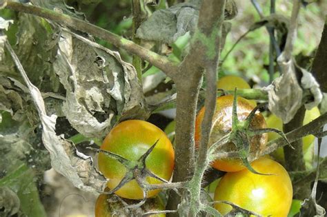 Identify and Treat Tomato Blight and Leaf Spot