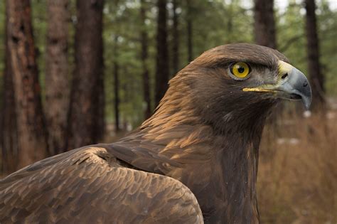 A closer look at the feathers of familiar birds - U.S. Fish & Wildlife Service - Medium