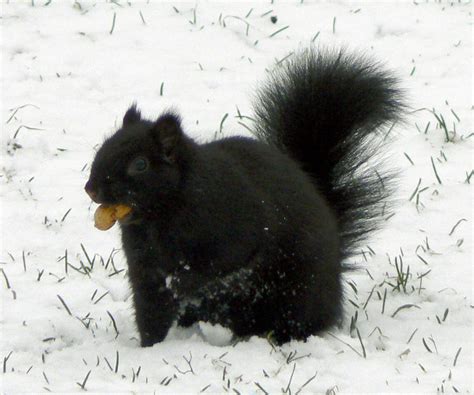 Squirrel in the snow by flyingvisit on DeviantArt