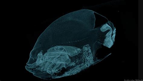 Fish undergoes CT scan for this reason! See pics - OrissaPOST