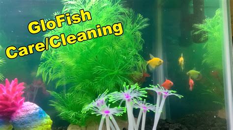 Beginner's Guide To Caring/Cleaning A GloFish Tank | Tutorial - YouTube