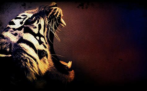 Tiger roaring wallpaper | animals | Wallpaper Better