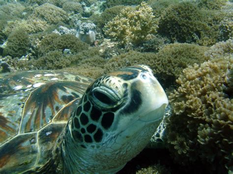 Turtle | Turtle, scuba diving, Sipadan, Borneo, Malaysia PER… | Flickr
