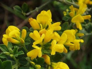French Broom | Genista monspessulana near the head of Rodeo … | Flickr