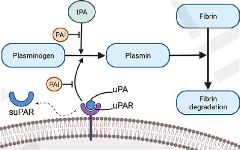 Simplified diagram of the pathophysiological role of the plasminogen ...