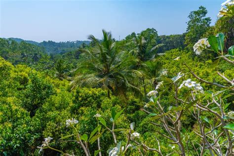 Mirissa Hills Cinnamon Plantation at Sri Lanka Stock Image - Image of ...