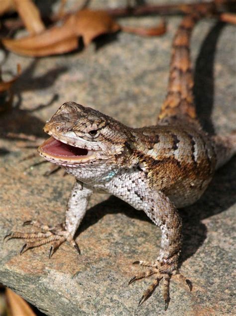 Eastern Fence Lizard Facts and Pictures