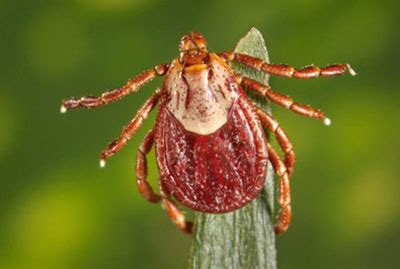 Tick Identification Tips | PA Tick Research Lab