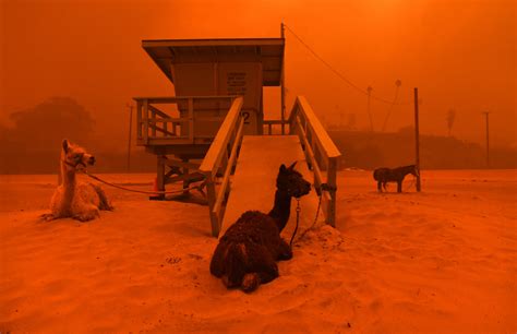 These Haunting Photos Show Animals Fleeing The Massive California Wildfires