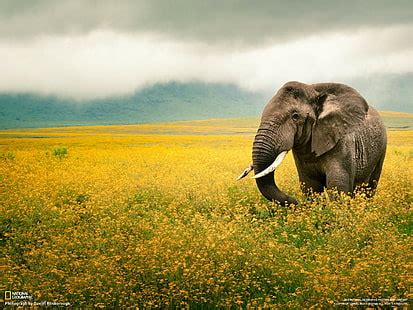 HD wallpaper: elephant, animal, animal themes, mammal, animal wildlife, animal body part ...