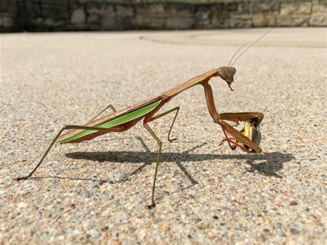 Predator Profile: Praying Mantis - Dyck Arboretum