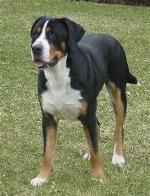 Greater Swiss Mountain Dog Breed Information and Pictures