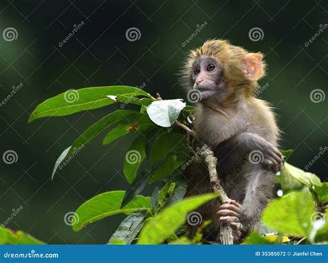 The Cute Baby Monkey Eating Leaves Stock Photo - Image of monkey, wild: 35385072