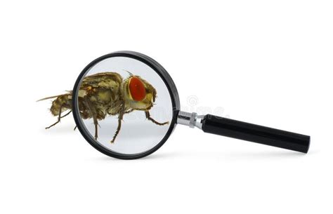 Magnified fly insect stock photo. Image of home, horrifying - 1909750