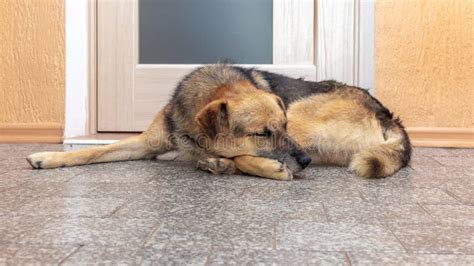 Big Brown Dog Sleeping in a Room on the Floor Stock Image - Image of ...