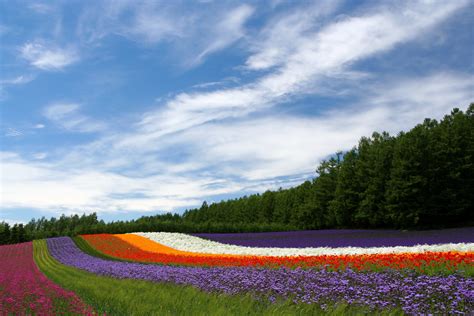 Farm Tomita (Furano Lavender Fields) | POP JAPAN