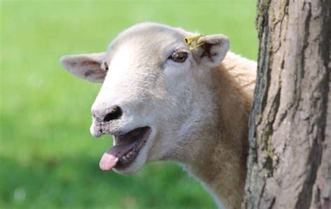 Laughing sheep at Mickleton Hills Farm and farm life in the cotswolds